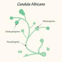 diagram van candida albicans vector