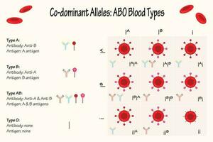 codominante allelen abo bloedgroepen vector