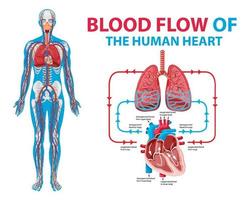 diagram dat de bloedstroom in het menselijk hart toont vector