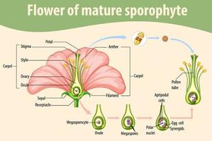 diagram met bloem van volwassen sporofyt vector