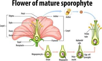 diagram met bloem van volwassen sporofyt vector