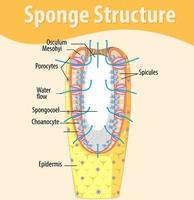 diagram met de structuur van de spons vector