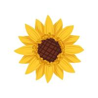 heldere zonnebloembloem met gele bladeren. element van de natuur, plant voor decoratie en design. platte vectorillustratie vector