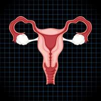 menselijk inwendig orgaan met baarmoeder vector