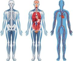 anatomische structuur menselijke lichamen vector