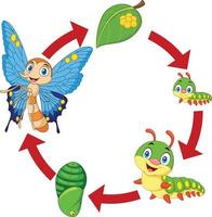 illustratie van de levenscyclus van een vlinder