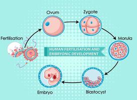 menselijke bevruchting en embryonale ontwikkeling vector