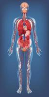 anatomische structuur menselijk lichaam vector