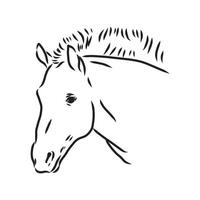 przewalski's paard vector schets