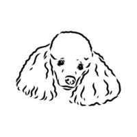 poedel hond vector schets