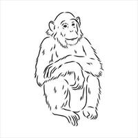 chimpansee vector schets