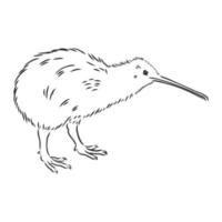 kiwi vogel vector schets