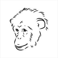 chimpansee vector schets