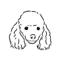 poedel hond vector schets