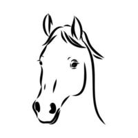 Arabische paard vector schets