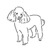 poedel hond vector schets