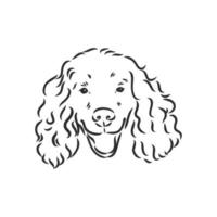 spaniel vector schets