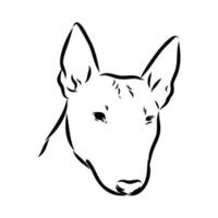 bull terrier vector schets