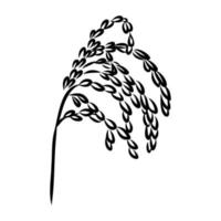 rijst plant vector schets