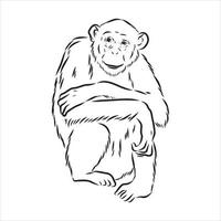 chimpansee vector schets