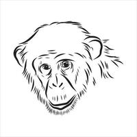 chimpansee vector schets