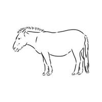 przewalski's paard vector schets