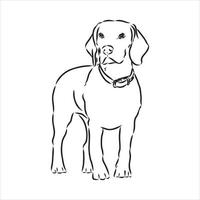 beagle hond vector schets