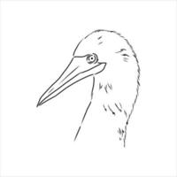 blauwbenige booby vector schets