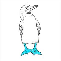 blauwbenige booby vector schets