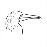 blauwbenige booby vector schets