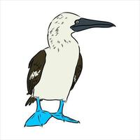 blauwbenige booby vector schets