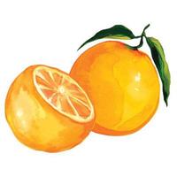 fruit citrusvruchten oranje vectorillustratie vector
