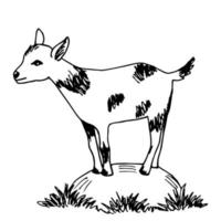 handgetekende inkt vector tekening. een schattige jonge witte geit met zwarte vlekken staat op een steen in het gras. boerderijdieren, dierentuin, diergeneeskunde. voor kinderen print t-shirt, stickers kleuren.