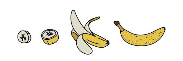 schets bananen set. bosjes fruit, half geschild, open en gesneden banaan. vlakke stijl. vectorillustratie op witte achtergrond vector