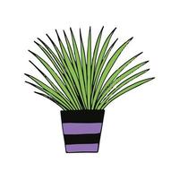 chlorophytum in een pot pictogram hand getrokken. , minimalisme, scandinavisch, doodle, spotprent, sticker, plant, bloem vector