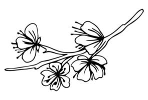 sakura bloemen bloeien, hand getrokken inkt lijnstijl. schattige doodle kers vectorillustratie, zwart geïsoleerd op een witte achtergrond. vector