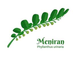 vectorillustratie, meniran of phyllanthus urinaria, is een struikplant die in Azië als geneeskrachtig kruid wordt gebruikt.