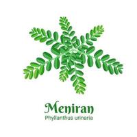 vectorillustratie, meniran of phyllanthus urinaria, is een struikplant die in Azië als geneeskrachtig kruid wordt gebruikt. vector