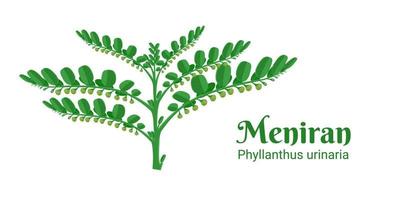 vectorillustratie, meniran of phyllanthus urinaria, is een struikplant die in Azië als geneeskrachtig kruid wordt gebruikt. vector