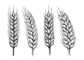 653.epswheat brood oren hand getekende vectorillustratie. vector