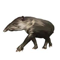 Baird s tapir vector witte achtergrond