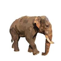 Indische olifant vector witte achtergrond