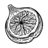 halve vijg vector pictogram. vintage schets van rijp tuinfruit met smakelijke pulp, zaden. zwart-wit overzicht van vegetarische plant. stukje exotisch dessert. hand getekende illustratie geïsoleerd op wit