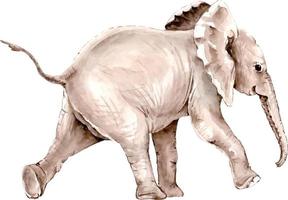 grijze olifant aquarel illustratie. vector