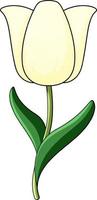 witte tulp met groene bladeren vector