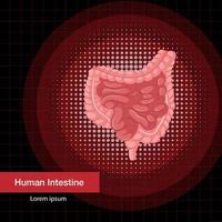 menselijk inwendig orgaan met darm vector