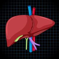 menselijk inwendig orgaan met lever vector