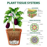 diagram met plantenweefselsystemen vector