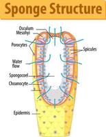 diagram met de structuur van de spons vector