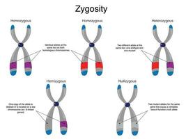 chromosomale zygositeit diagram vector